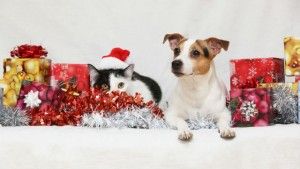 Christmas Jack Rusell terrier with a cat