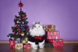 cat in a knitted sweater with gifts at Christmas tree