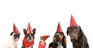 a group of dogs with party hats on