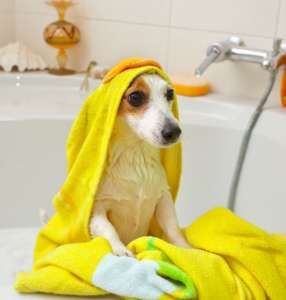 Dog taking a bath in a bathtub