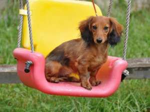 Dachshund dog swing