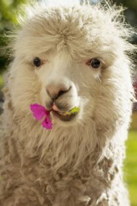 Lama chewing flower, Arequipa, Peru