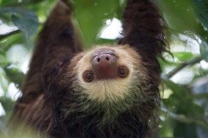 sloth