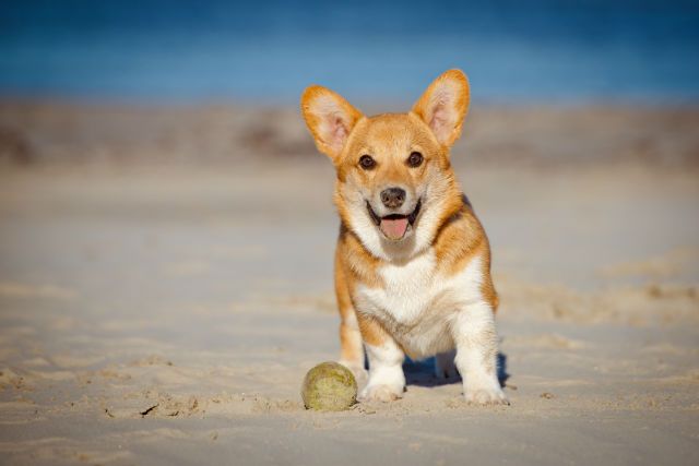 Top Family Dogs