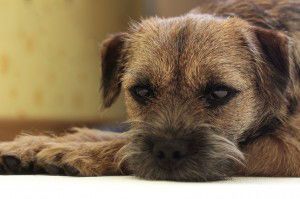 Sad border terrier. Clever dog