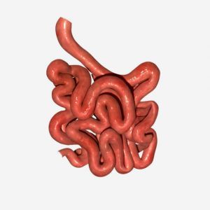 Small intestine