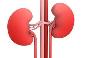 kidneys