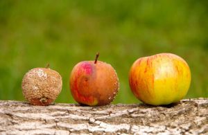 rotting apple