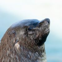 Cape Fur seal