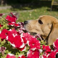 dog and flowers