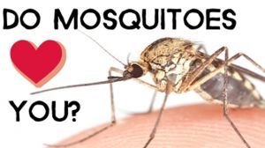 mosquitoes