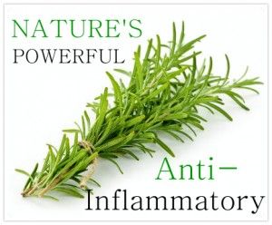 rosemary inflammatory