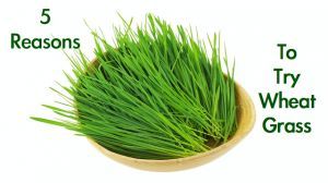 wheatgrass