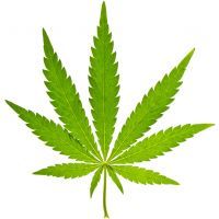 Green leaf of cannabis