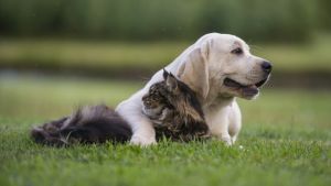 dog and cat friendship