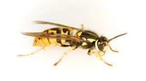 wasp