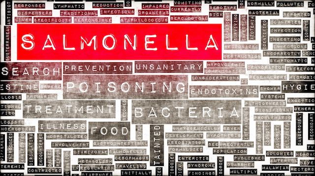 Salmonella