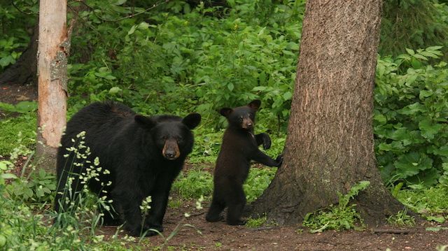 Mother and Child