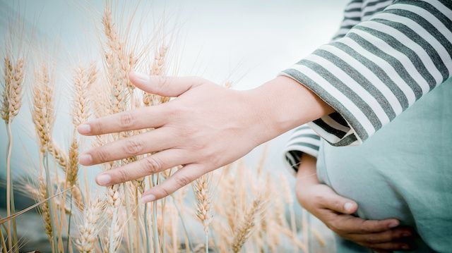 Happy family: a young beautiful pregnant woman walking in the wheat orange barley field on a sunny summer day.