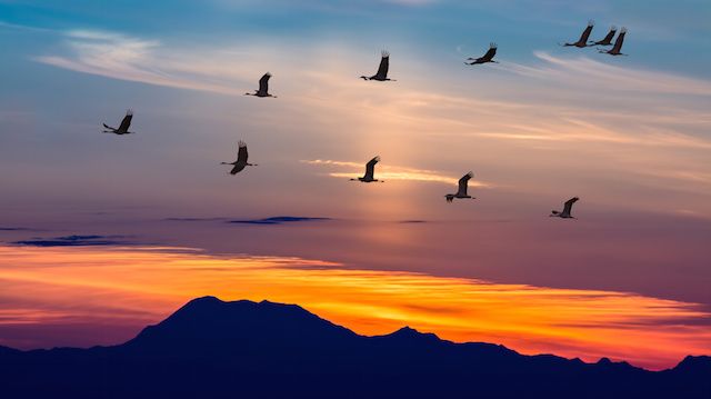 Migratory Birds Flying at Sunset