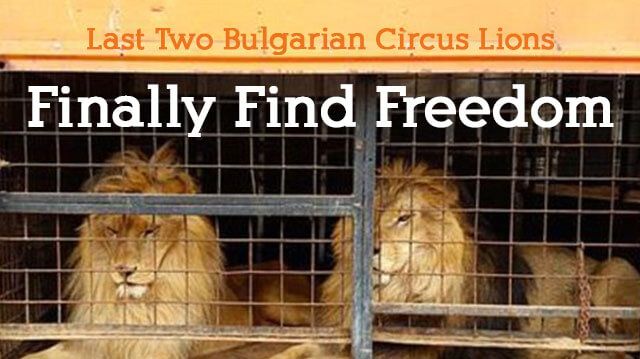 LastTwoBulgarianCircusLionsFinallyFindFreedom_640x359