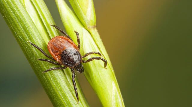 Tick on a plant straw