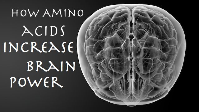 Human brain X ray -top view