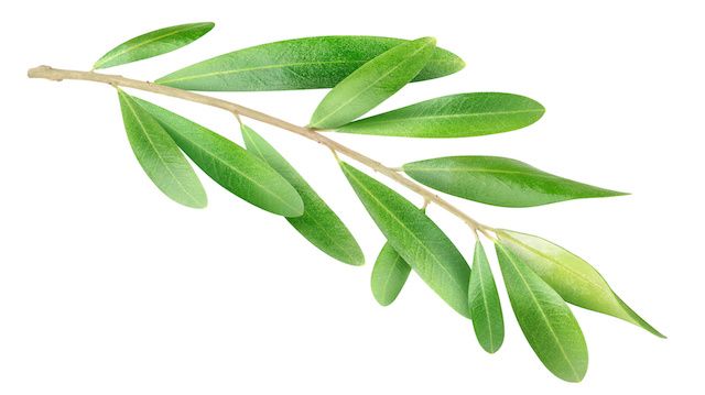 Olive branch