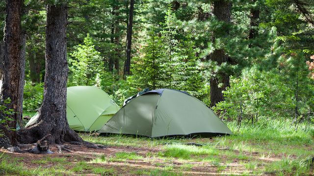 Greent tourist tents in forest at campsite