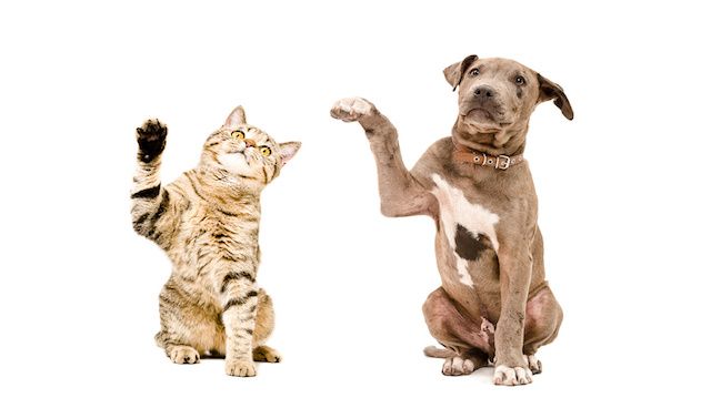 Cat  and  puppy sitting together with raised paws