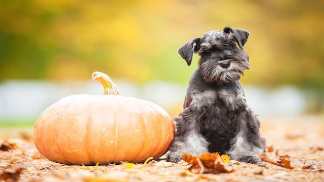 Miniature schnauzer puppy with a pumpkin in autumn