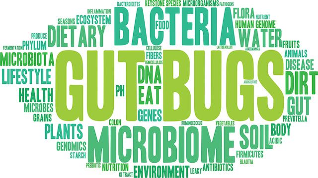 Gut Bugs Word Cloud On a White Background.