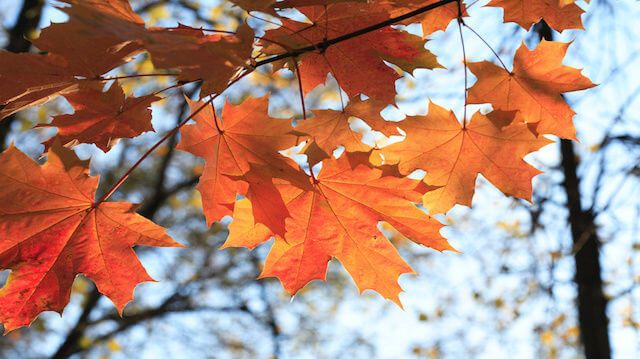 Autumn Maple Leaves