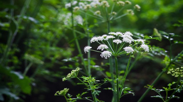 Poison Hemlock