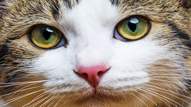 a cat portrait close up