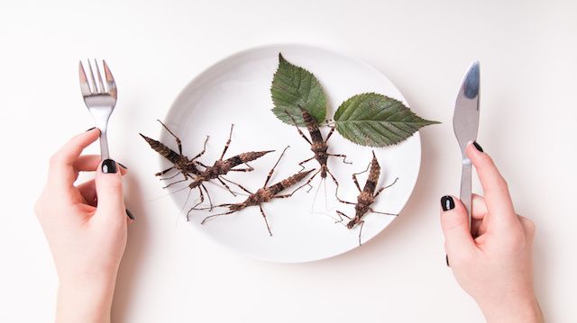 Plate full of insects in insect to eat restaurant