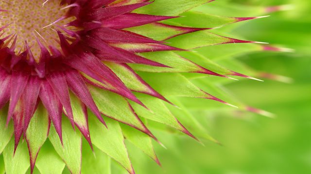 Milk thistle flower macro background