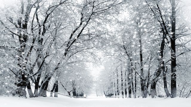 Winter scenery, snowstorm in park