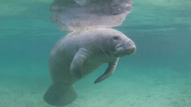 Florida Manatee Underwater