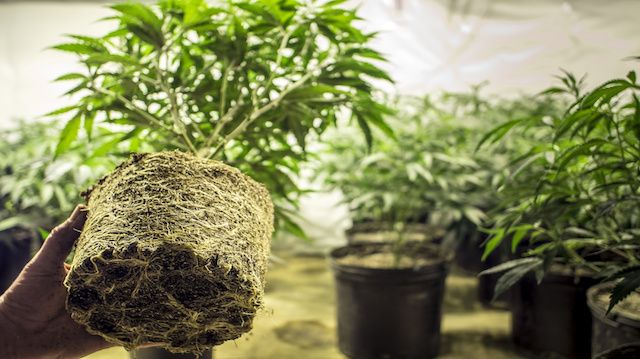 Marijuana Plant Roots in Transplanting