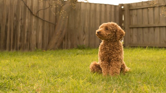 a toy poodle in backyard