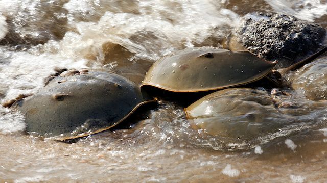 Horseshoe Crab (Limulus polyphemus) on New Jersey beaches along the Delaware Bay during spawing season