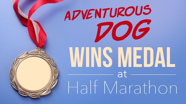 AdventurousDogWinsMedalHalfMarathon_640x359