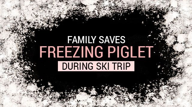 FamilySavesFreezingPigletDuringSkiTrip_640x359