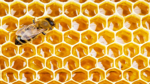 working bee on honeycomb cells