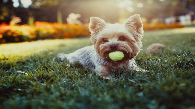 Beautiful yorkshire terrier playing with a ball on a grass