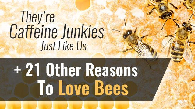 CaffeineJunkies21ReasonsLoveBees_640x359