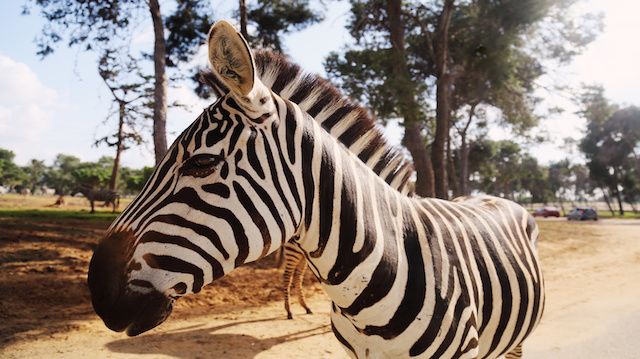 Zebra in Safari in Tel-Aviv