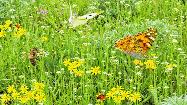 Green lawn with spring flowers and insects