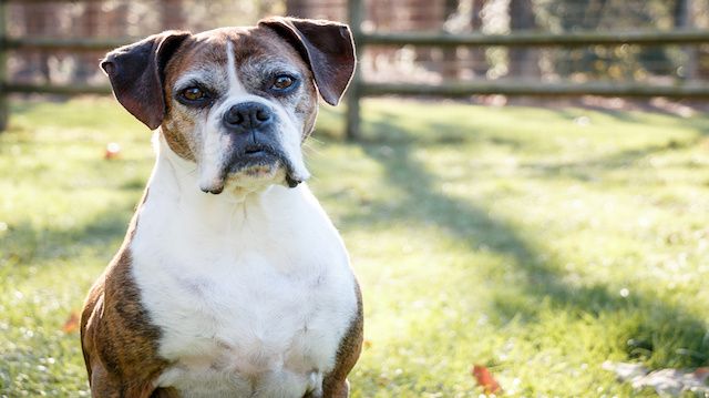 Old Boxer Dog